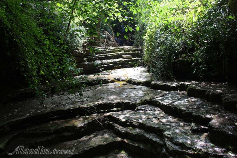 جنگل پلکانی کلاله | علاءالدین تراول