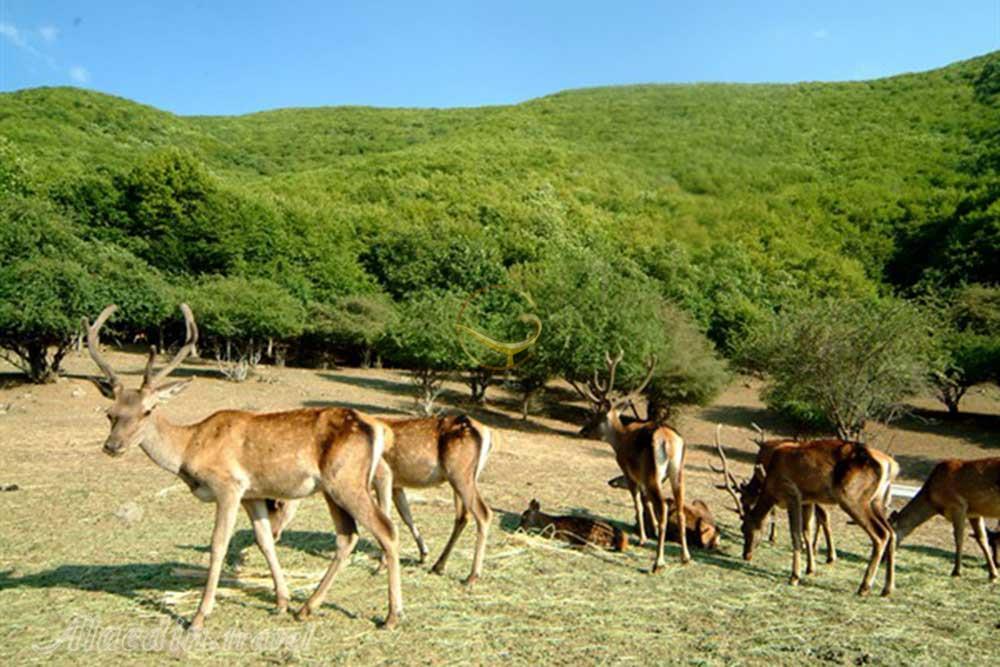 پارک ملی ارسباران کلیبر | علاءالدین تراول