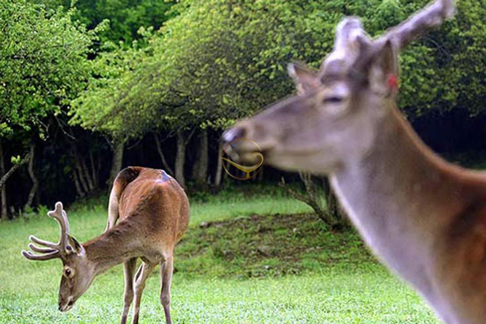 پارک ملی ارسباران کلیبر | علاءالدین تراول