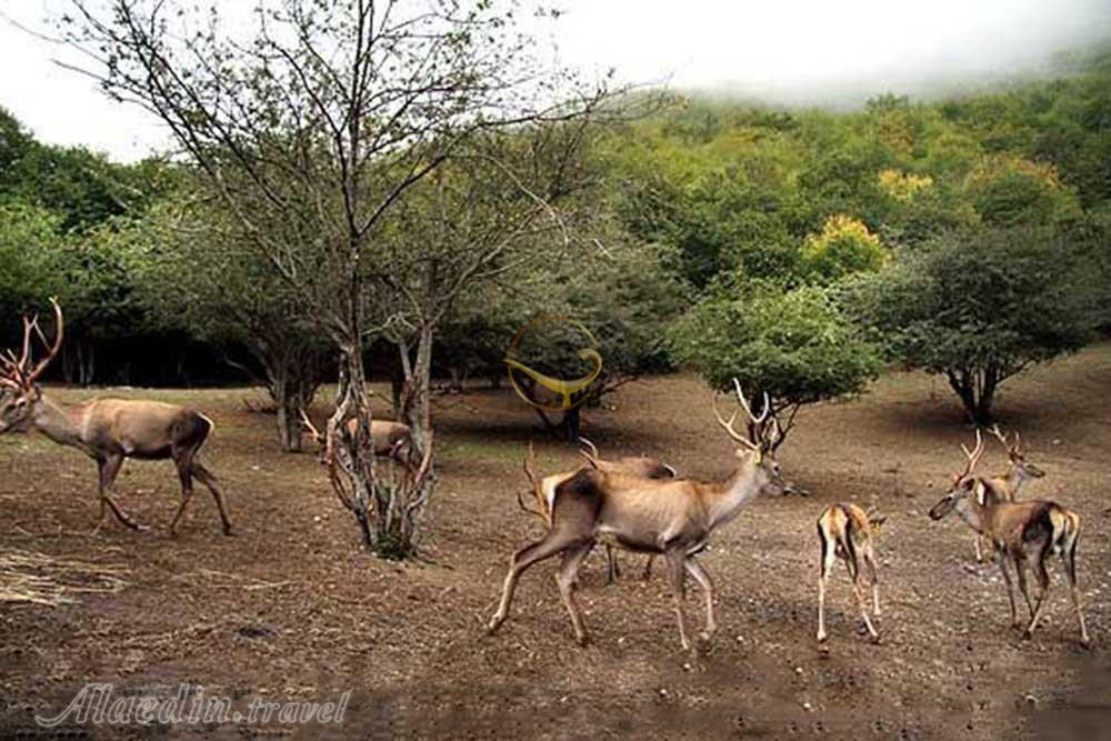 پارک ملی ارسباران کلیبر | علاءالدین تراول