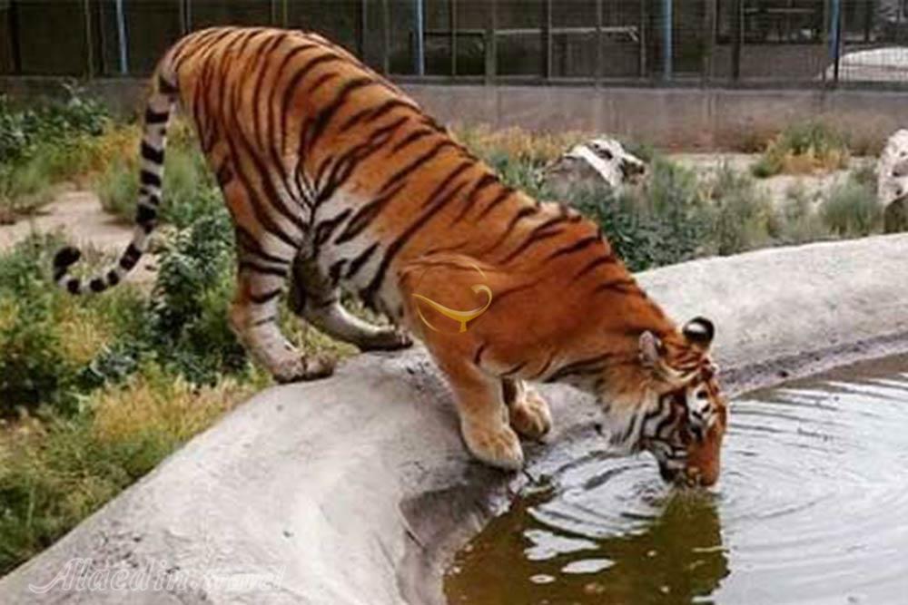 باغ وحش صفادشت در ملارد کرج | علاالدین تراول