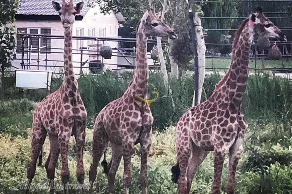 باغ وحش صفادشت در ملارد کرج | علاالدین تراول