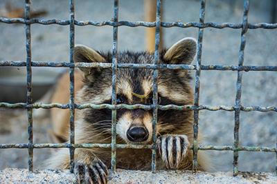 باغ وحش صفادشت در ملارد کرج