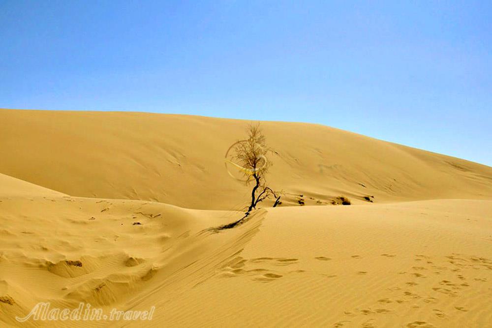 کویر ابوزید آباد کاشان | علاءالدین تراول