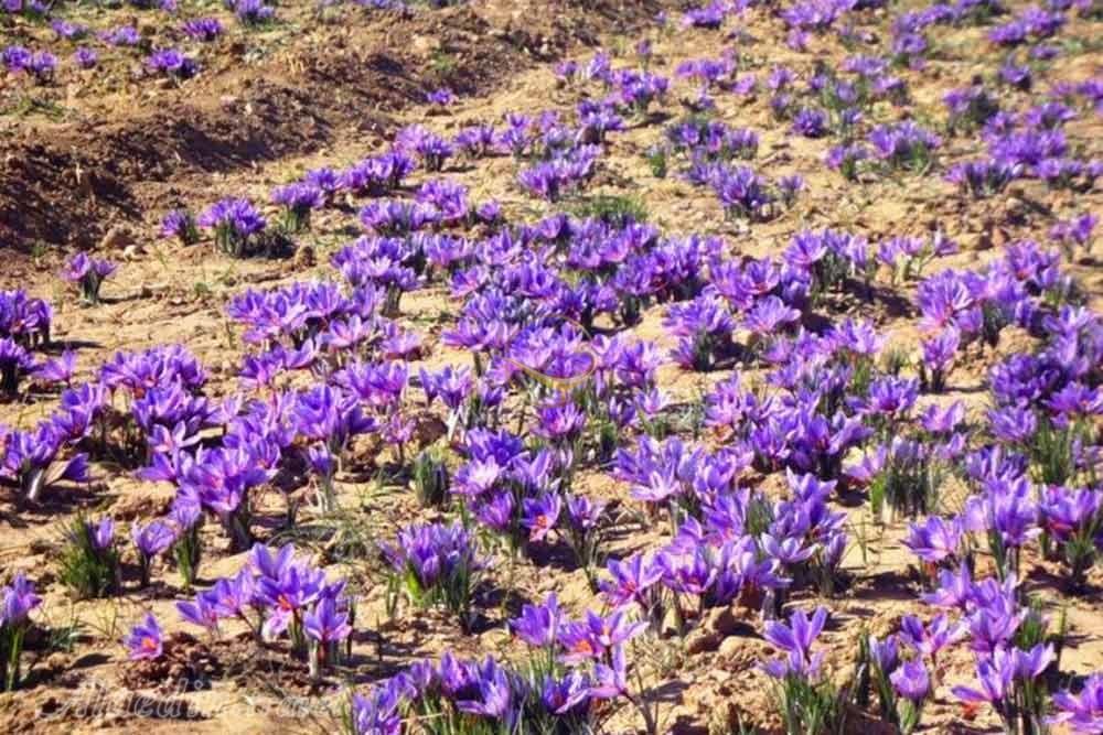 روستای علوی اردهال در کاشان | علاءالدین تراول