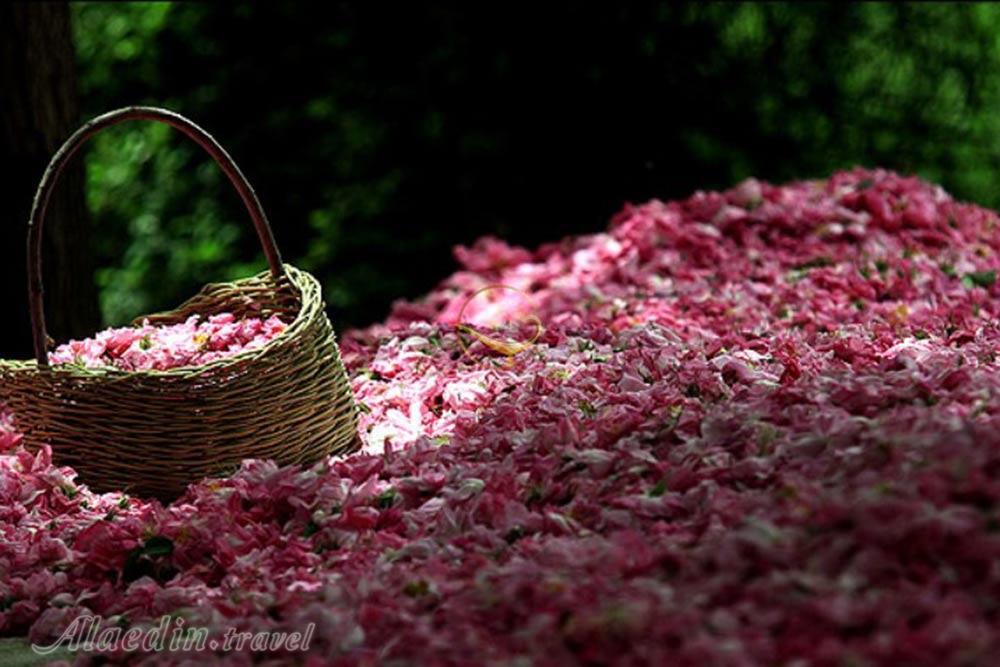 قمصر کاشان | علاءالدین تراول