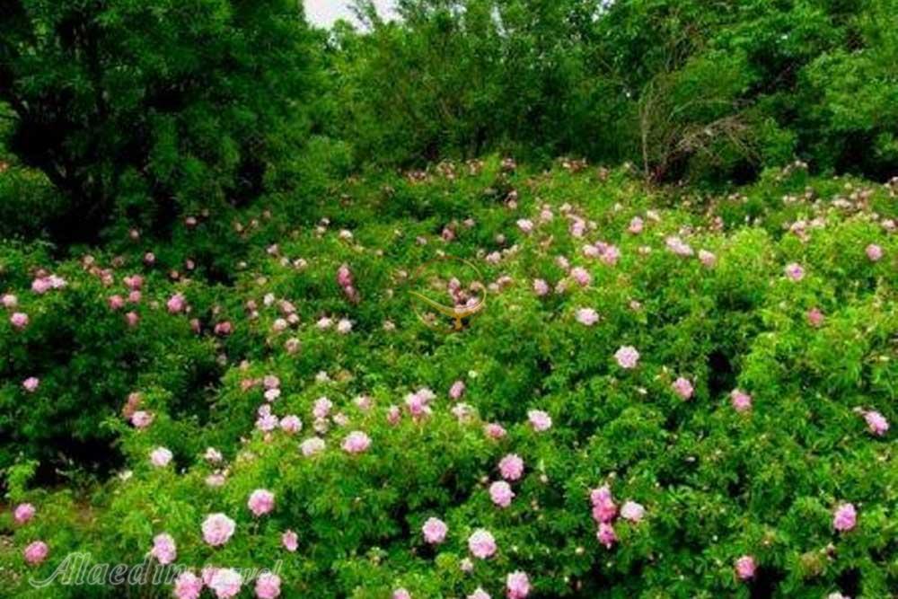 قمصر کاشان | علاءالدین تراول