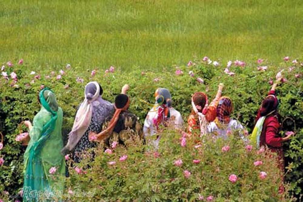 قمصر کاشان | علاءالدین تراول