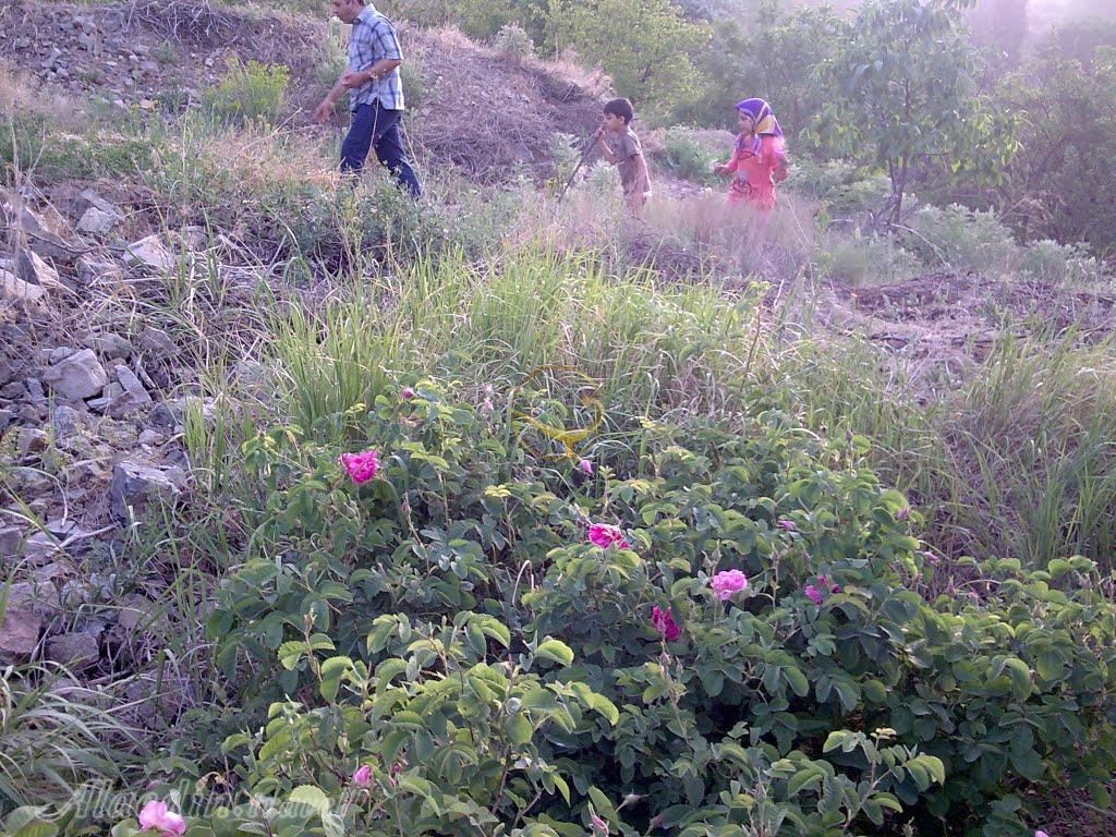 روستای قزاآن در کاشان | علاءالدین تراول