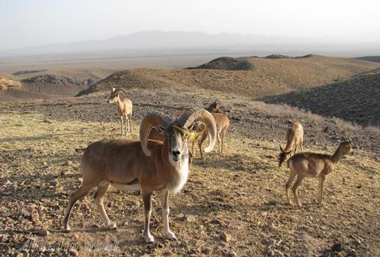 منطقه حفاظت شده سید مرتضی کاشمر