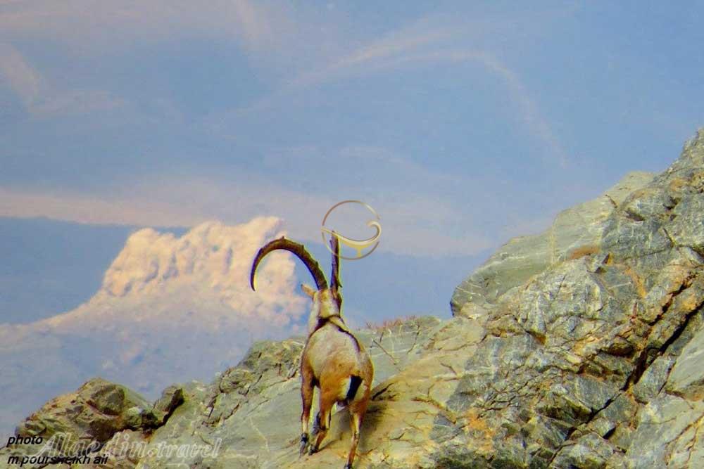 منطقه حفاظت شده کوه جوپار در کرمان | علاءالدین تراول