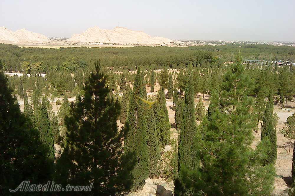 جنگل پردیسان قائم در کرمان | علاءالدین تراول