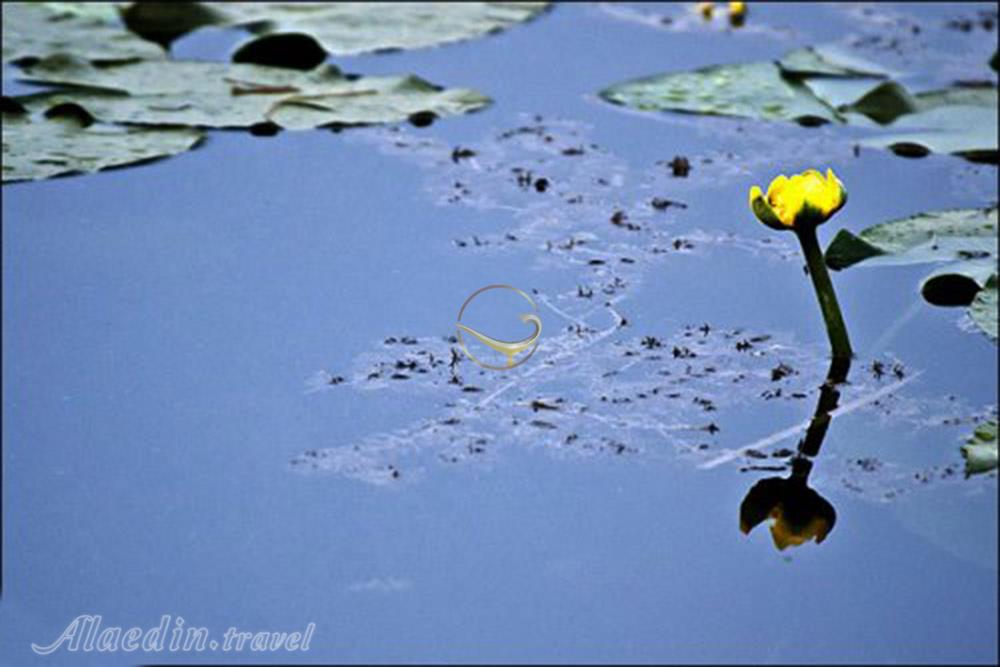 سرآب نیلوفر کرمانشاه | علاءالدین تراول