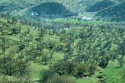 پارک جنگلی شورآب خرم آباد