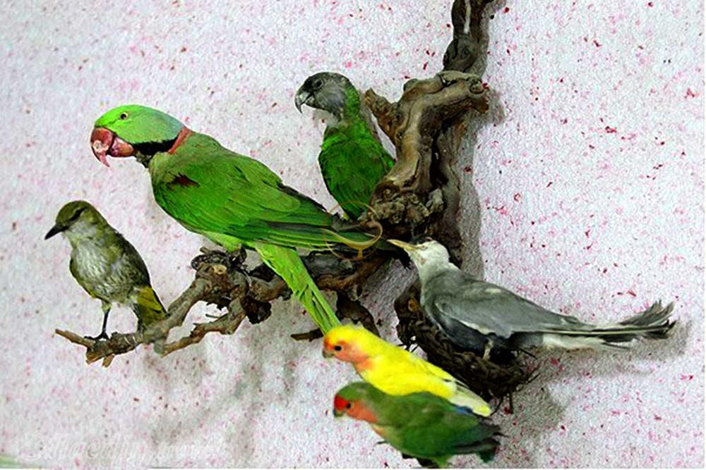 موزه حیات وحش لرستان در خرم آباد | علاءالدین تراول