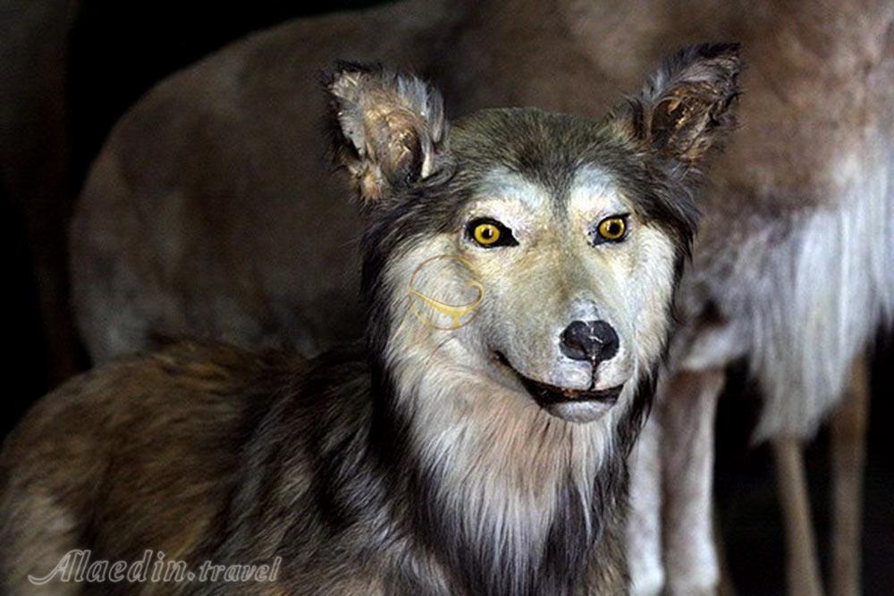 موزه حیات وحش لرستان در خرم آباد | علاءالدین تراول