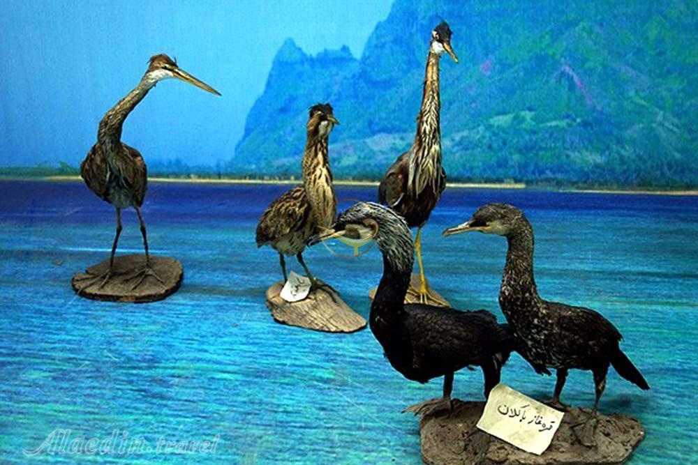 موزه حیات وحش لرستان در خرم آباد | علاءالدین تراول