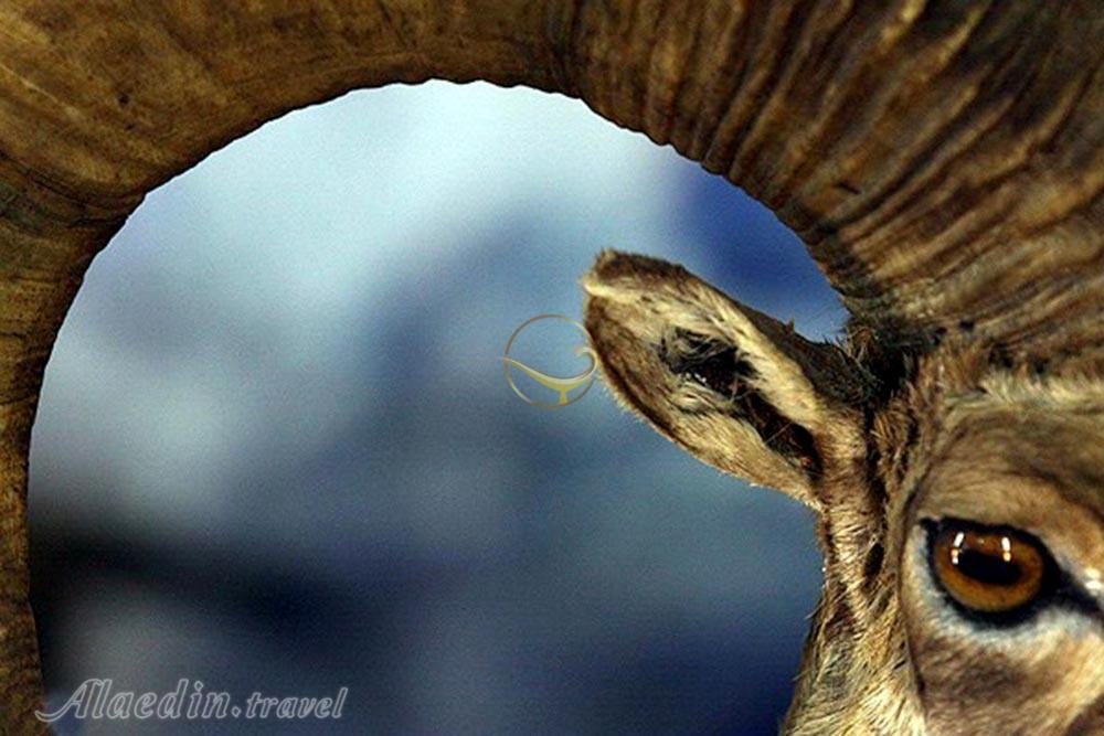 موزه حیات وحش لرستان در خرم آباد | علاءالدین تراول