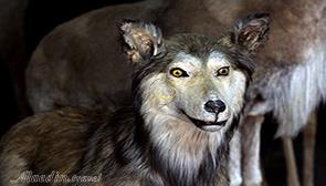 موزه حیات وحش لرستان در خرم آباد