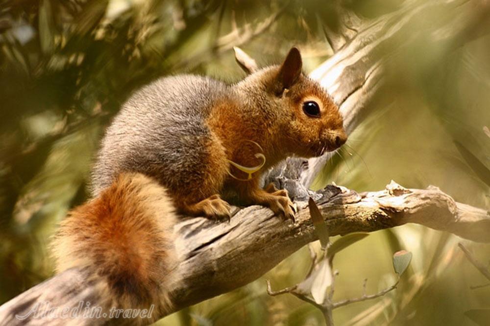 منطقه حفاظت شده مراكان  در خوی | علاءالدین تراول