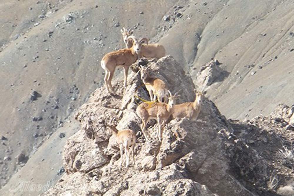 منطقه حفاظت شده مراكان  در خوی | علاءالدین تراول