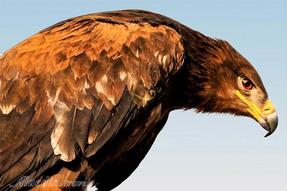 منطقه حفاظت شده مراكان  در خوی | علاءالدین تراول