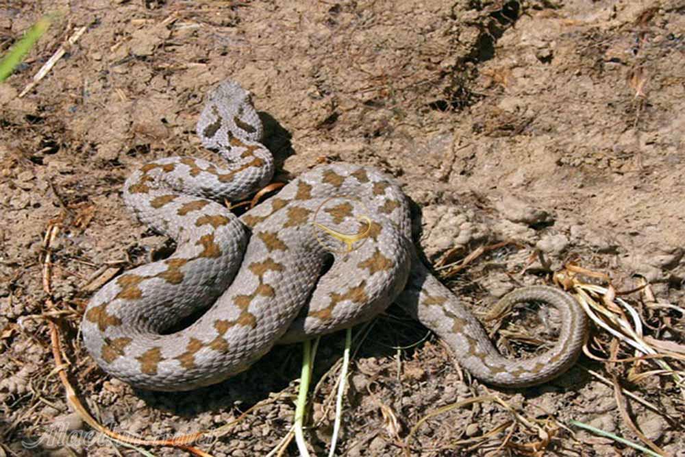 منطقه حفاظت شده مراكان  در خوی | علاءالدین تراول