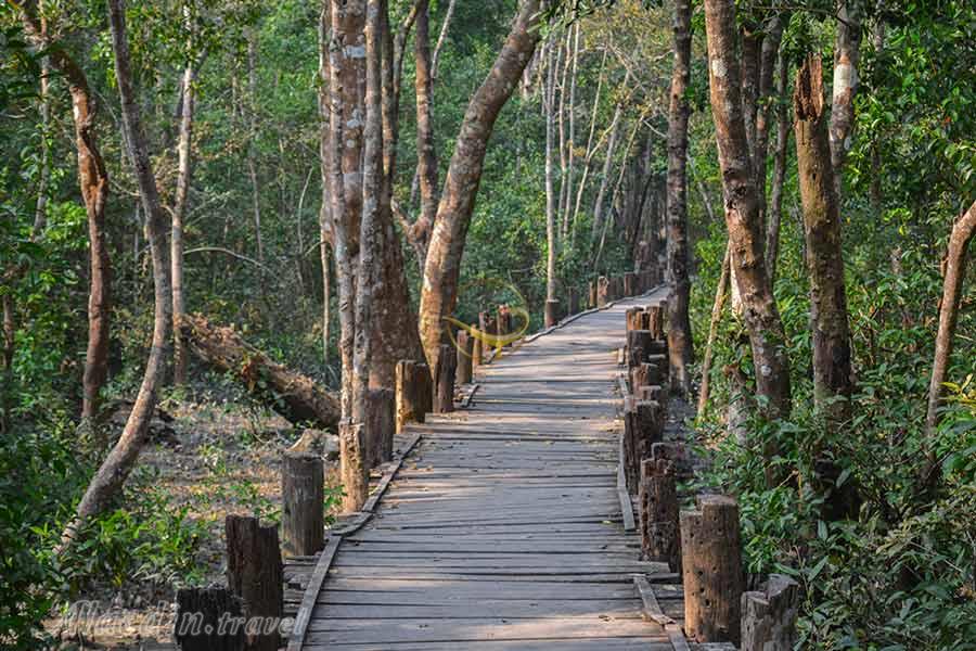 جنگل سونداربانس در خولنا | علاءالدین تراول