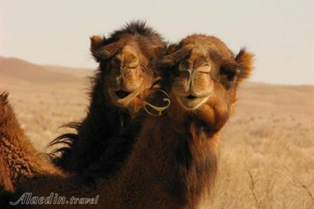 کویر مصر خور و بیابانک | علاءالدین تراول