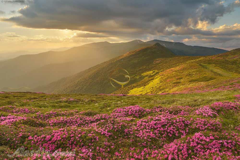 کوه های کارپات کی یف | علاءالدین تراول