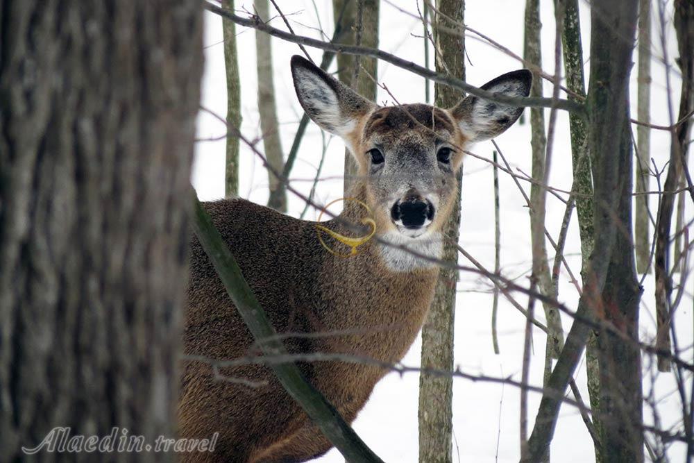 منطقه حفاظت شده لموینه پوینت در کینگستون - کانادا | علاءالدین تراول