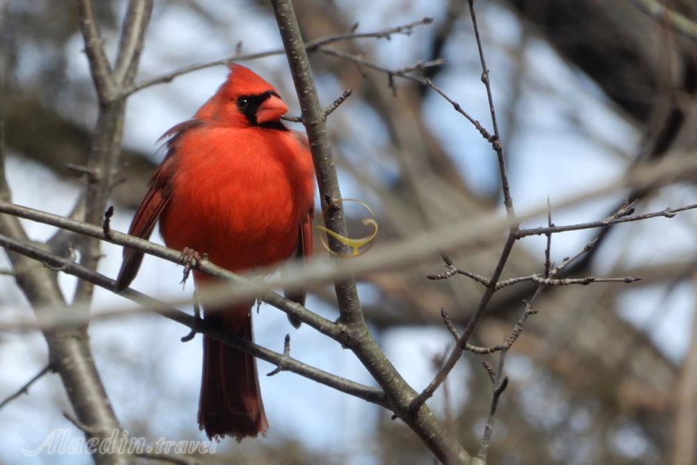منطقه حفاظت شده لموینه پوینت در کینگستون - کانادا | علاءالدین تراول