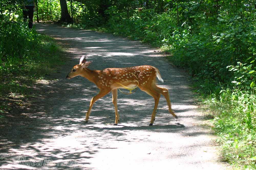 منطقه حفاظت شده لموینه پوینت در کینگستون - کانادا | علاءالدین تراول