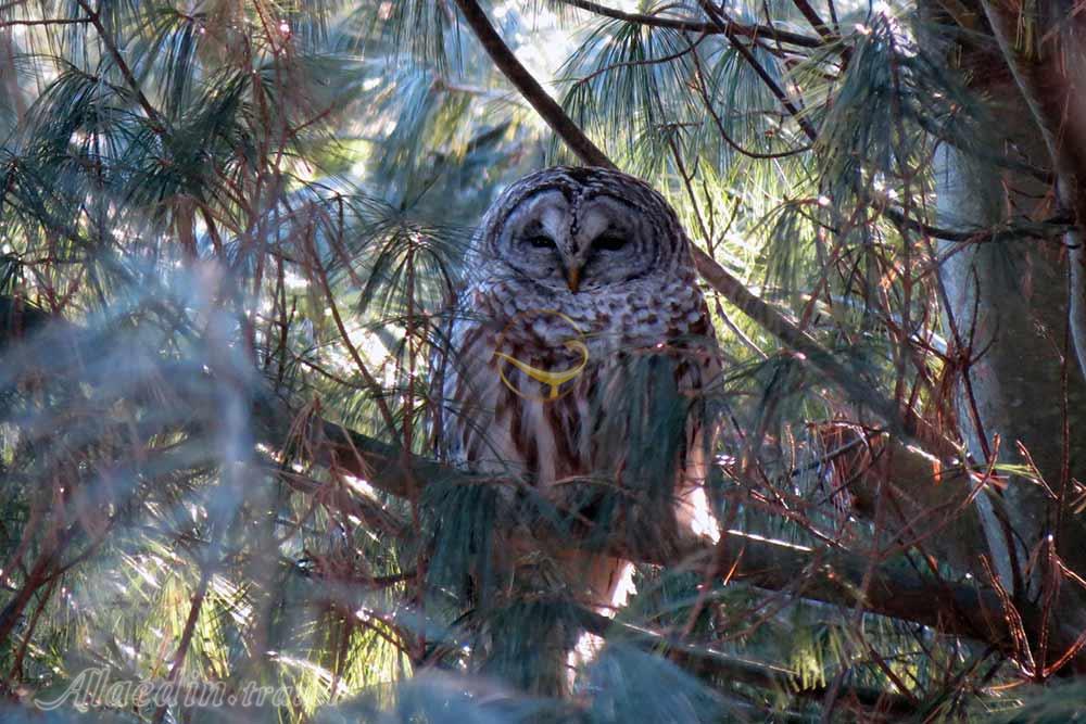 منطقه حفاظت شده مارشلندز در کینگستون - کانادا | علاءالدین تراول