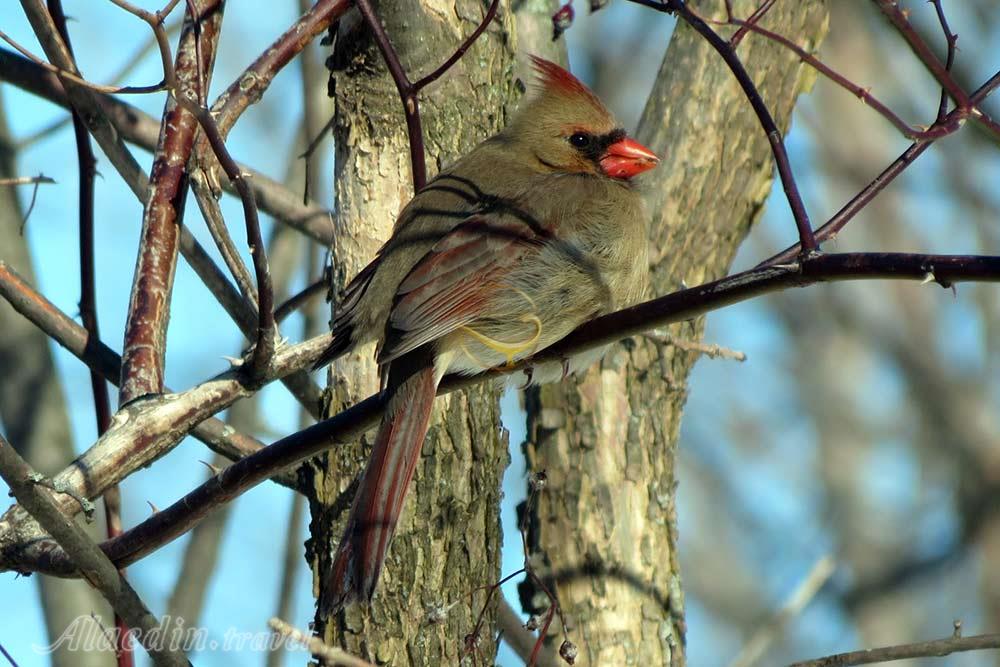 منطقه حفاظت شده مارشلندز در کینگستون - کانادا | علاءالدین تراول