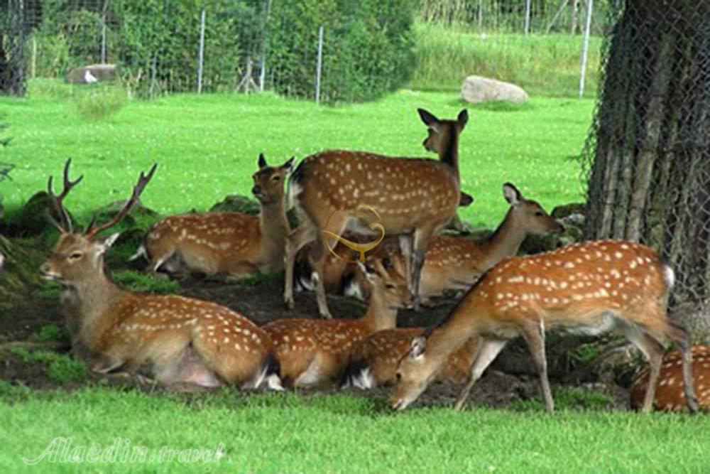 بوستان آهوان کیش | علاءالدین تراول