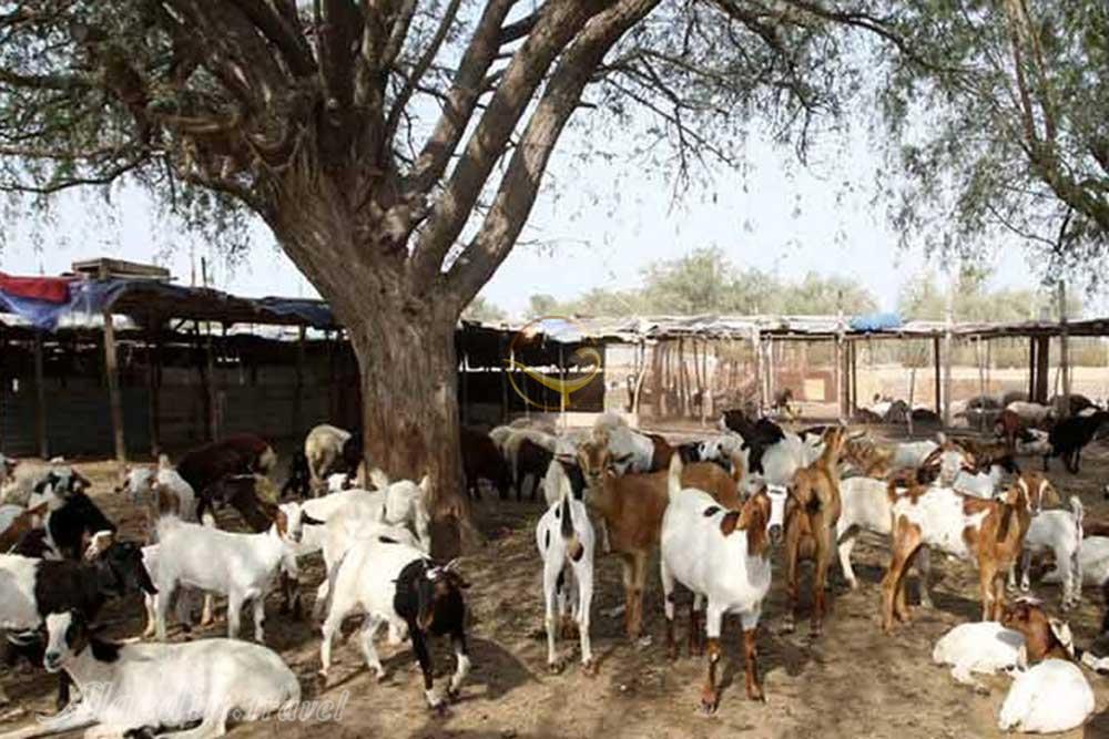 روستای باغو کیش | علاءالدین تراول