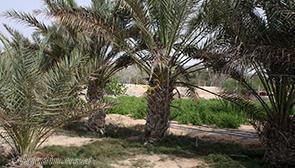 روستای باغو کیش