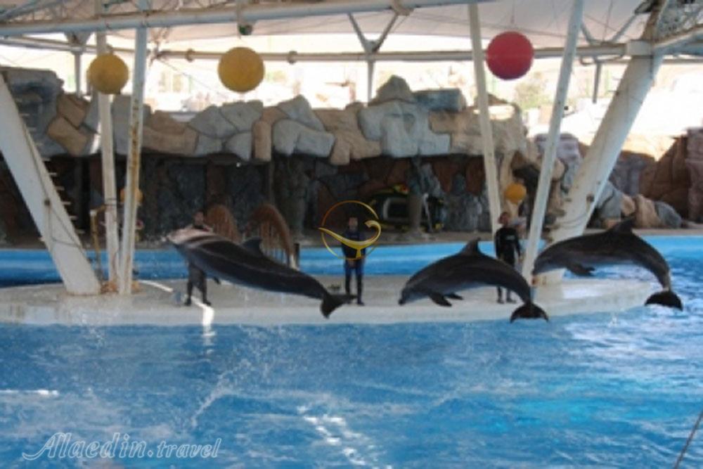 پارک دلفین های کیش | علاءالدین تراول