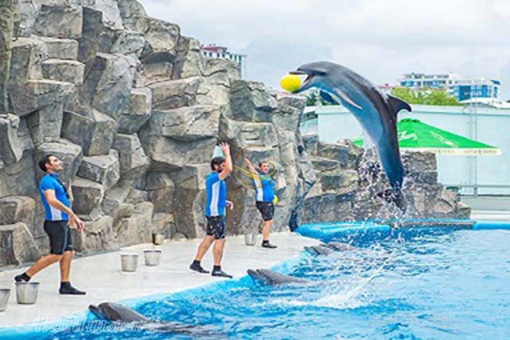 پارک دلفین های کیش | علاءالدین تراول