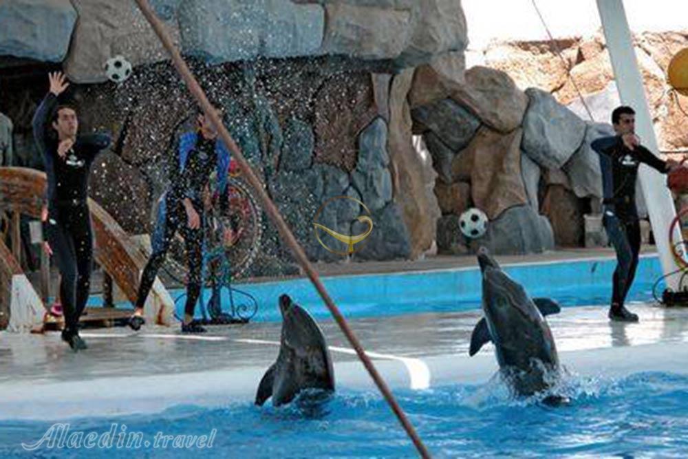 پارک دلفین های کیش | علاءالدین تراول