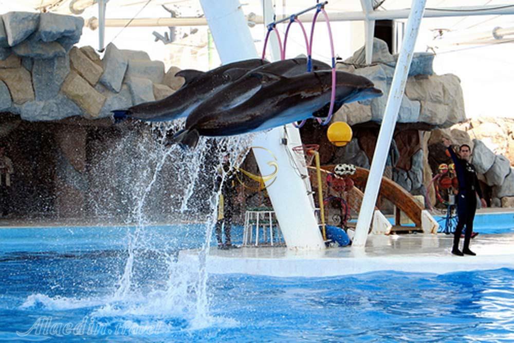 پارک دلفین های کیش | علاءالدین تراول