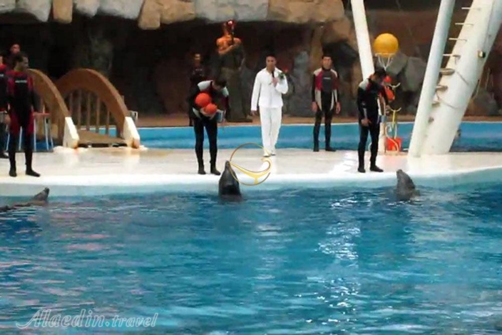 پارک دلفین های کیش | علاءالدین تراول