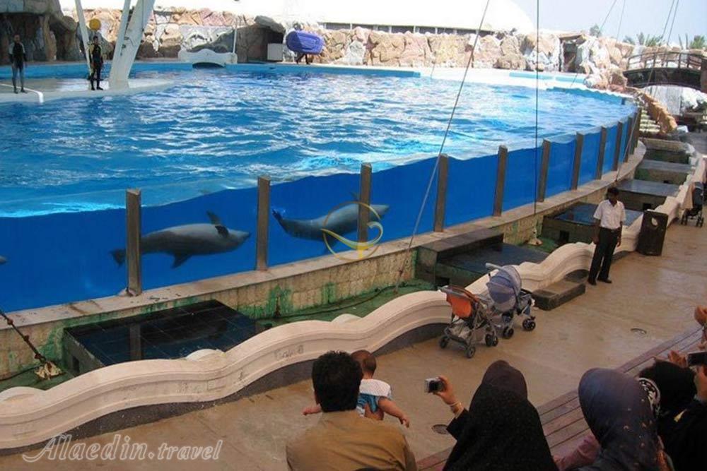 پارک دلفین های کیش | علاءالدین تراول
