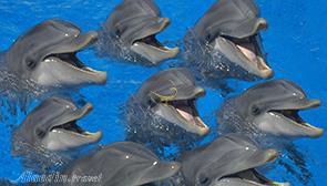 پارک دلفین های کیش