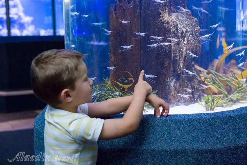 آکواریوم کیش