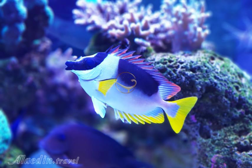 آکواریوم کیش