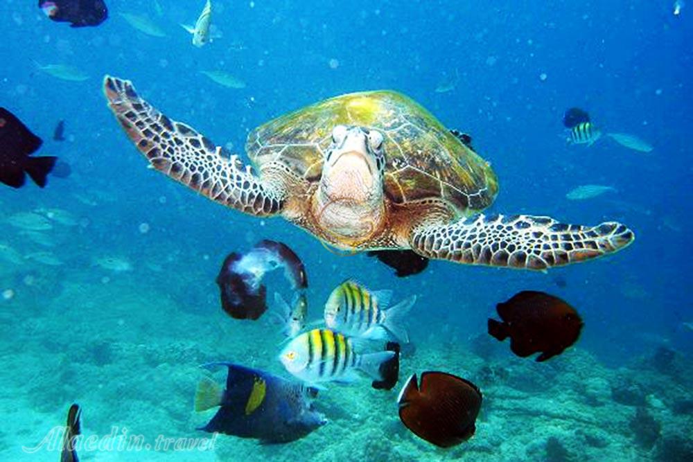 مرکز غواصی کیش | علاءالدین تراول