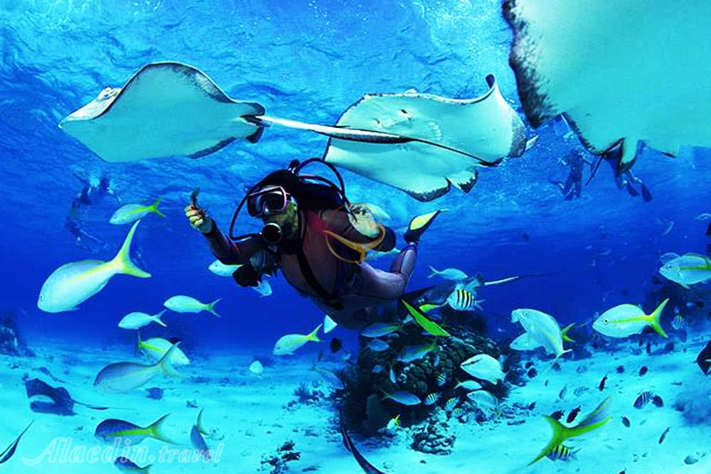 مرکز غواصی کیش | علاءالدین تراول