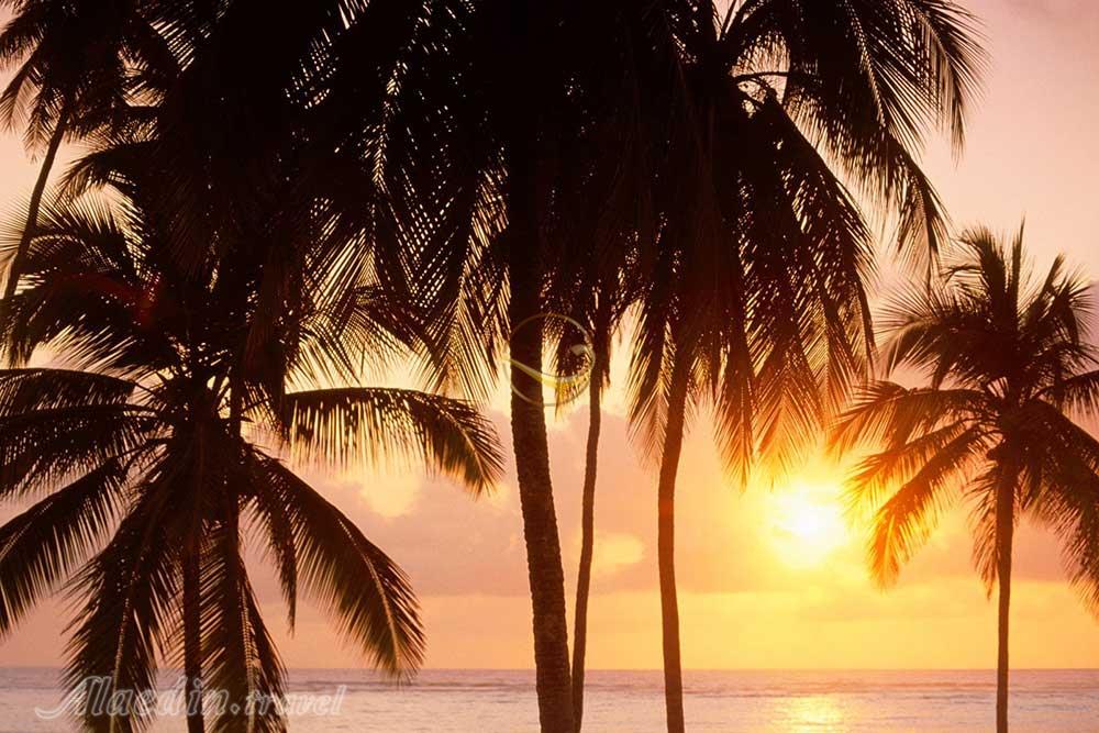 نخلستان های کیش | علاءالدین تراول